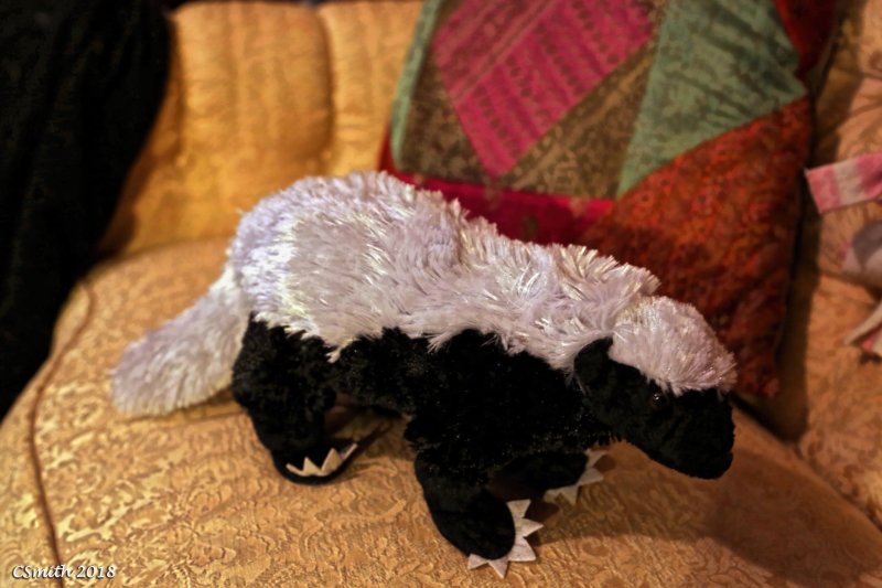 DONNA, THE HONEY BADGER