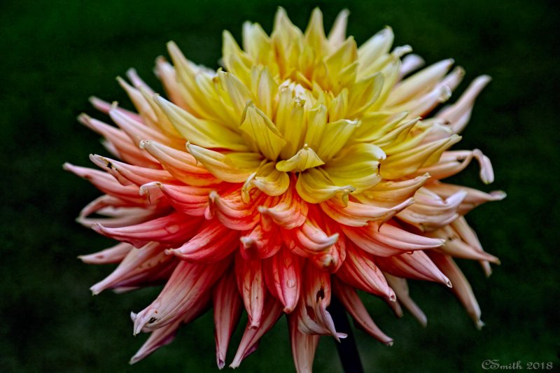 BLOOM