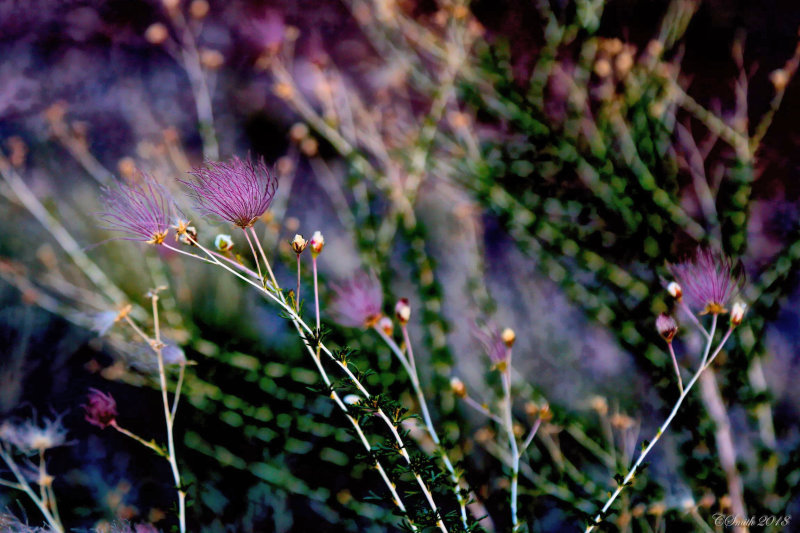 DELICATE