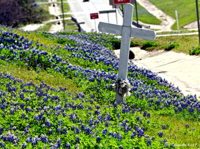 CROSS AND BLUEBONNETS