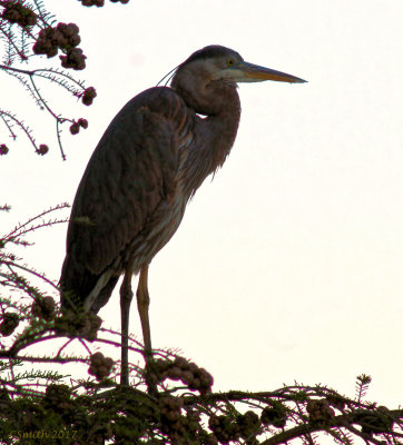 GREAT BLUE HERON