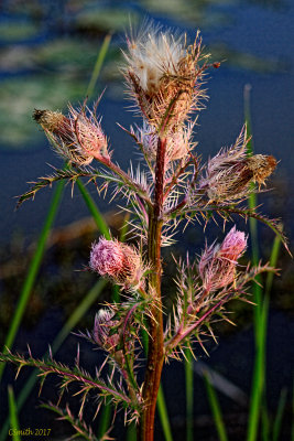 THISTLE