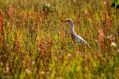  CATTLE EGRET