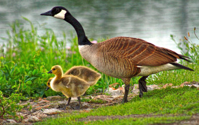 MOTHER GOOSE AND HER BABIES