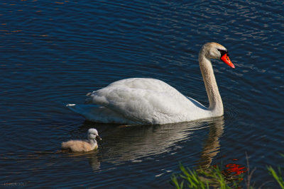 Mama Swan and her Cygnet