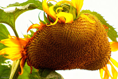 ANNETTE'S SUNFLOWER