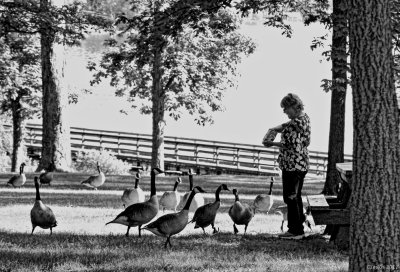 PEGGY AND THE GEESE