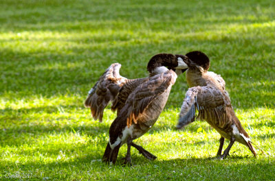 GEESE FIGHT
