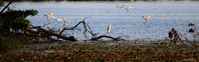 EGRET HANG OUT