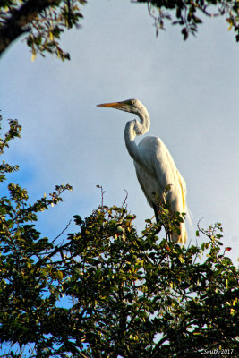 EGRET IN A TREE