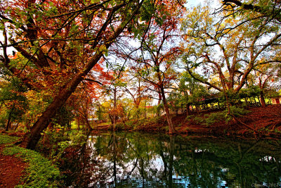 TREES ALONG THE BLANCO RIVER