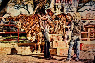 GET YOUR PICTURE TAKEN ON A LONGHORN