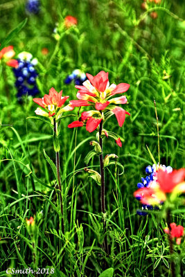 INDIAN PAINTBRUSH AND A COUPLE OF BLUEBONNETS