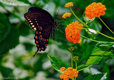 BUTTERFLY ON MY SISTER'S LANTANA