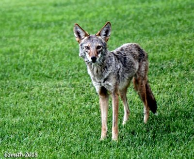 NEVADA COYOTE