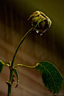 RAIN DROPS ON DEAD ROSE