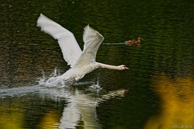 TAKE OFF