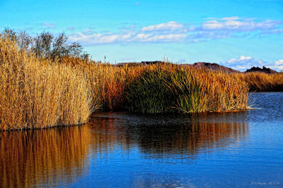 Las Vegas Wetlands