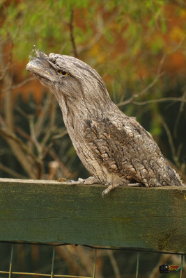 FenceSitter