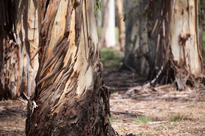 Clyde Cameron Reserve 3