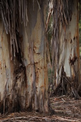 Clyde Cameron Reserve 4