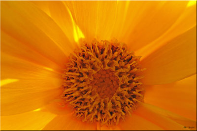 Coreopsis Macro, Moab Utah