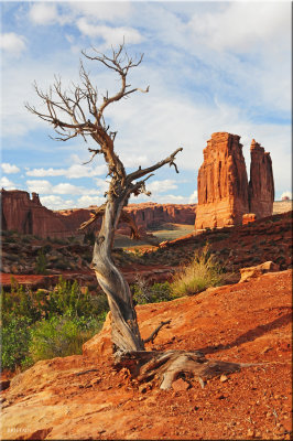 Withered Juniper, Arches National Park