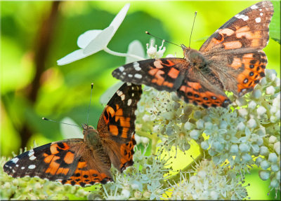 Painted Lady Butterflies