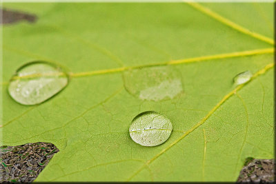Raindrops On A Maple Leaf