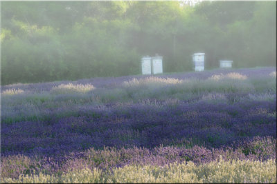 Lavender And Bee Hives In Fog