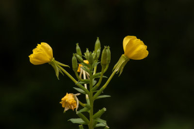 Evening Primrose