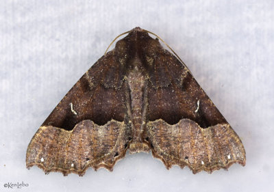 Hubner's Pero Moth Pero ancetaria  #6748