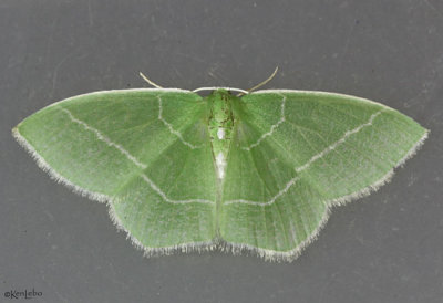 White-Fringed Emerald Moth Nemoria mimosaria #7048
