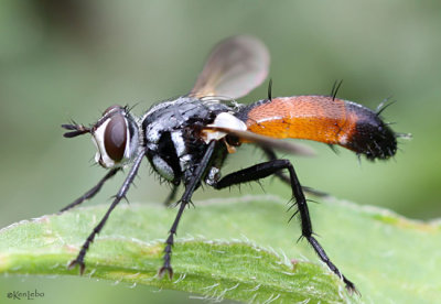 Tachnid Fly Cylindromyia intermedia