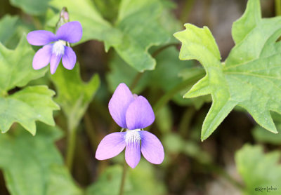 Early Blue Violet Viola palmata