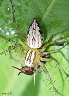 Striped Lynx Spider Oxyopes salticus