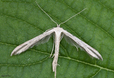 Morning-glory Plume Moth Emmelina monodactyla #6234