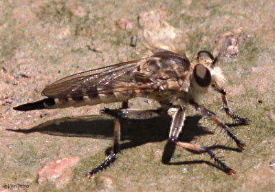 Robber Fly Efferia albibarbis