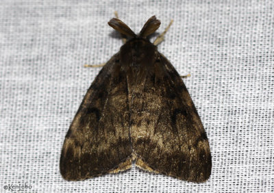 Gypsy Moth Lymantria dispar #8318