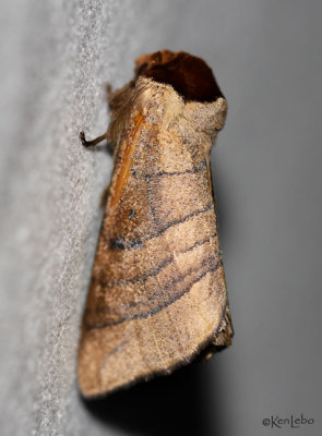 Angus's Datana Moth Datana angusii #7903