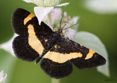 Rare Spring Moth Heliomata infulata #6263
