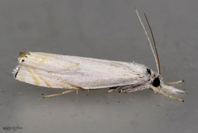 Small White Grass-veneer Moth Crambus albellus #5361