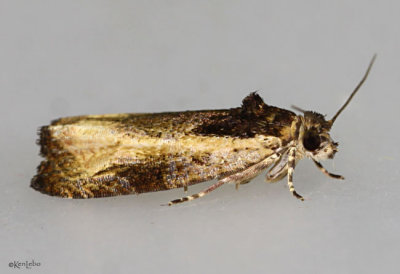 Variable Nigranum Moth Olethreutes nigranum #2800