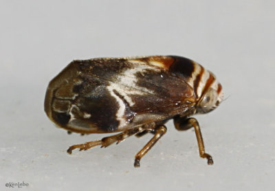 Alder Spittlebug - Clastoptera obtusa