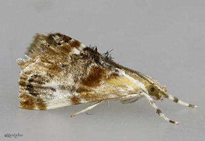 Julias Dicymolomia Moth Dicymolomia julianalis #4889