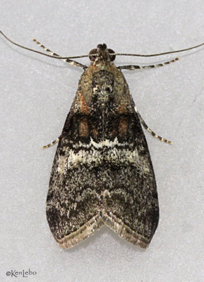 Maple Webworm Moth Pococera asperatella #5606