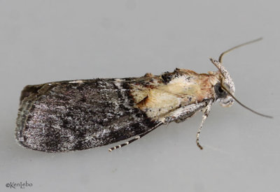 Striped Oak Webworm Moth Pococera expandens #5608