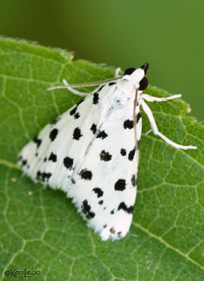 Spotted Peppergrass Moth Eustixia pupula #4794