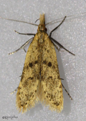 Many-spotted Dichomeris Moth Dichomeris punctipennella #2288