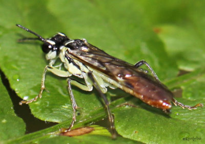 Common Sawfly Tenthredinidae